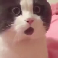 SNBJTD